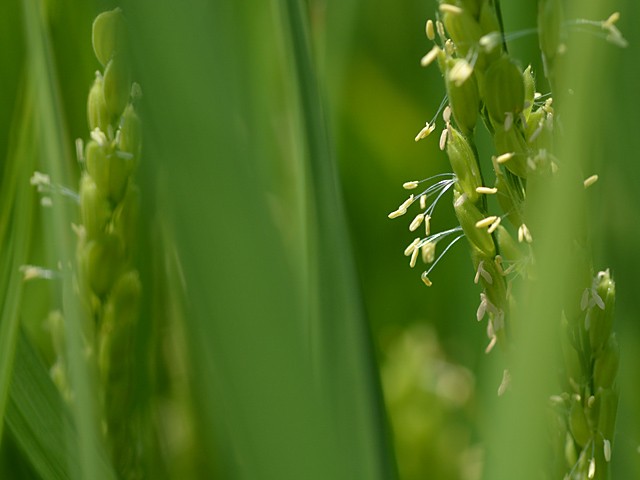 お米の花