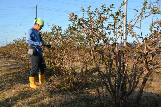 手作りブルーベリーシロップ かき氷 - ブルーベリー狩り 吾一農園