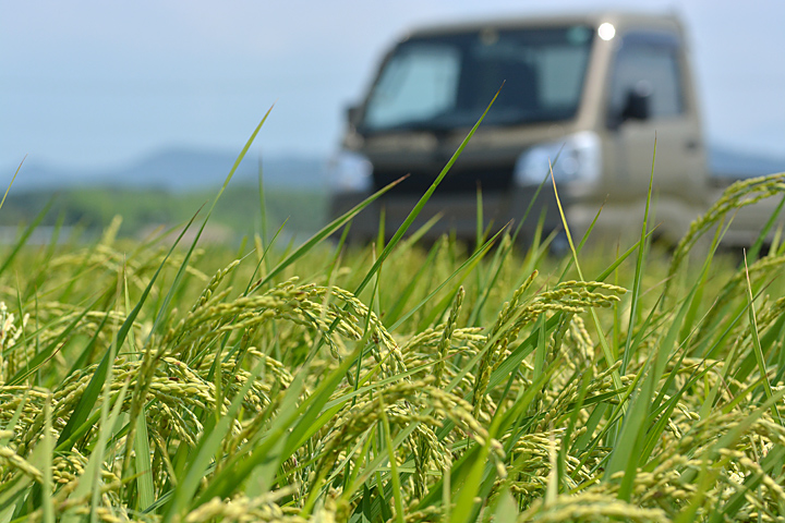 稲穂の登熟期