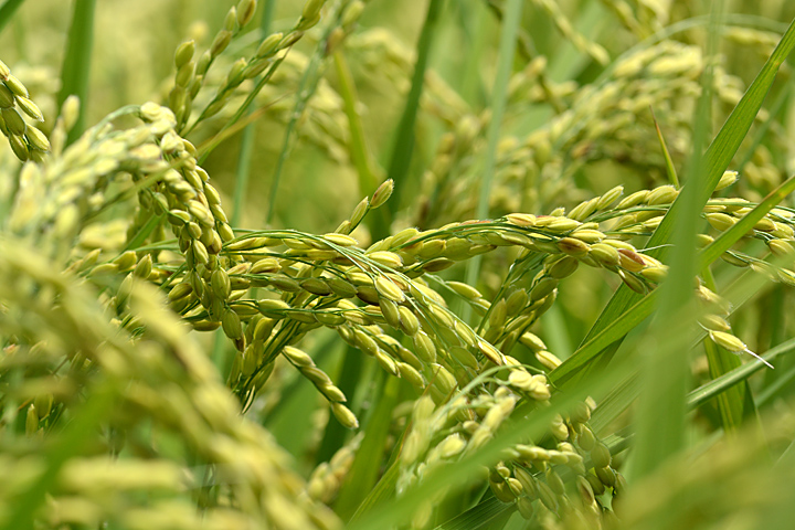 稲穂　登熟期