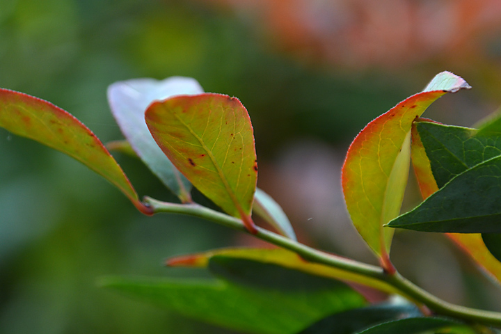 ブルーベリー紅葉