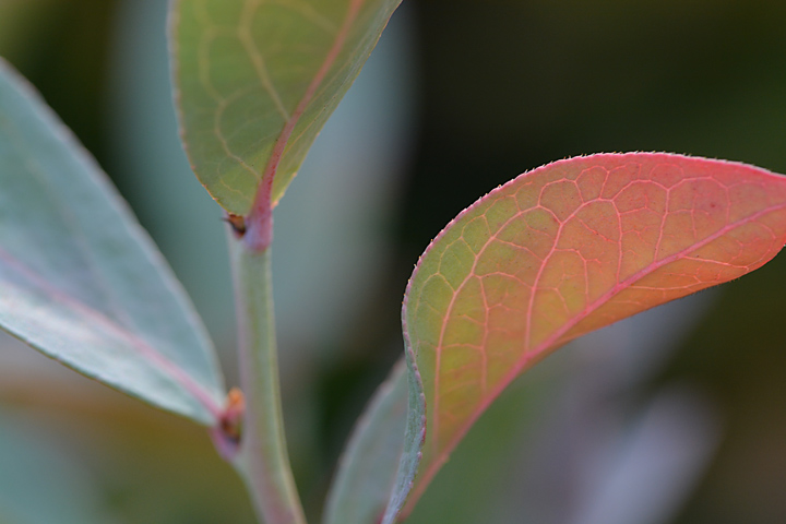 ラビットアイブルーベリー紅葉