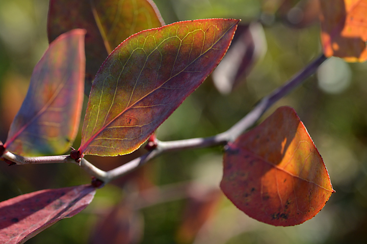 ブルーベリーの葉