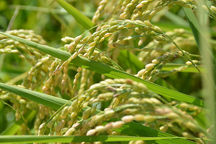 稲穂