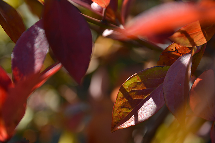 ブルーベリーの紅葉