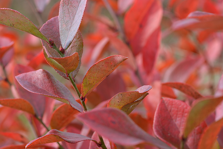 ブルーベリーの紅葉