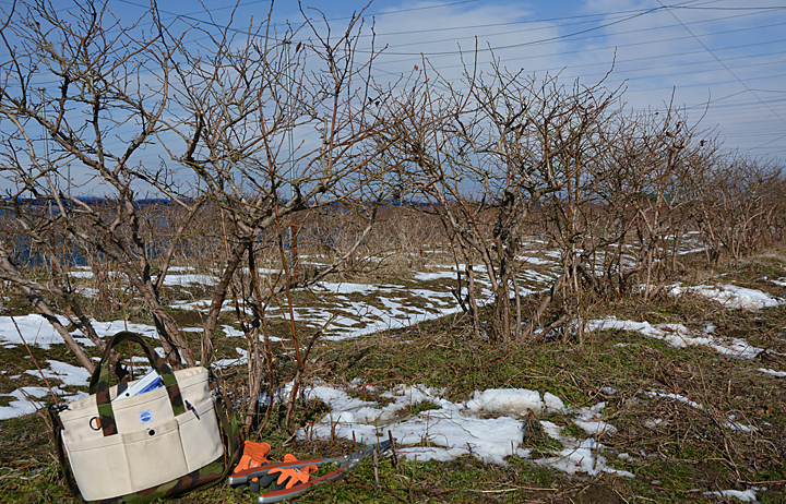 ブルーベリー園