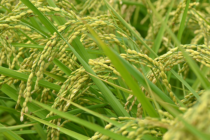 稲穂