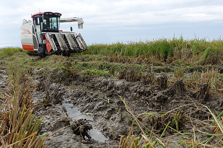 稲刈り