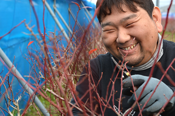 ブルーベリー剪定