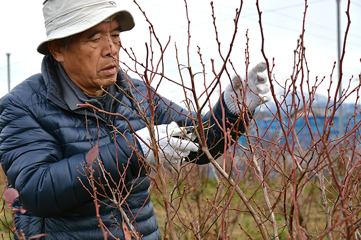 ブルーベリー剪定