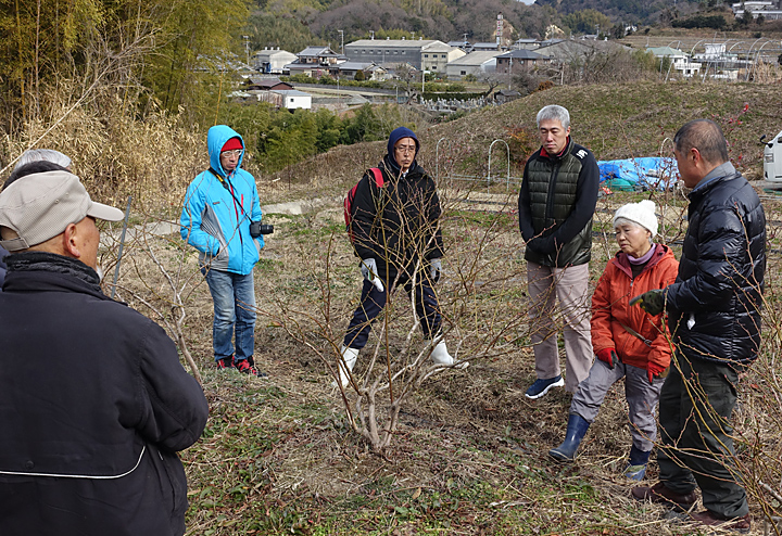 ブルーベリー農園