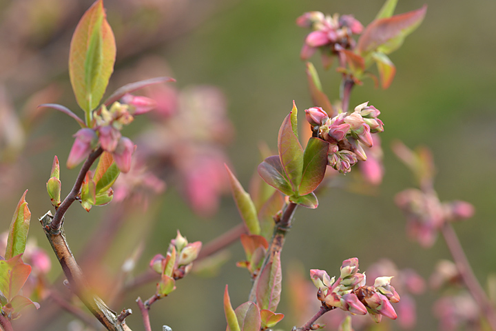 ブルーベリーの蕾