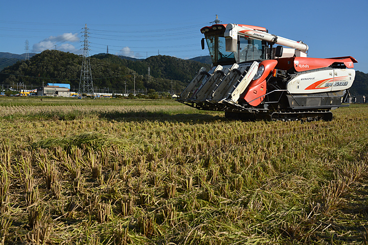 稲刈り