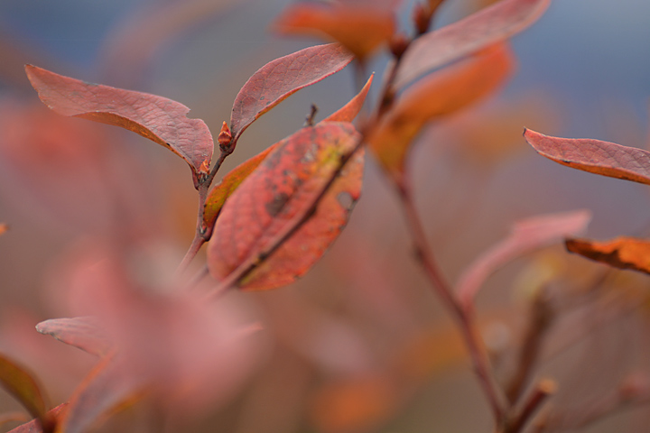 ブルーベリー高揚