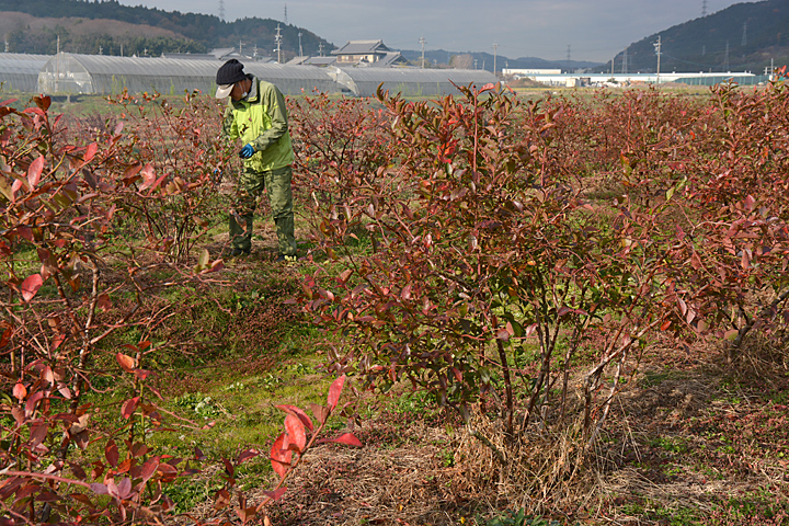ブルーベリー畑