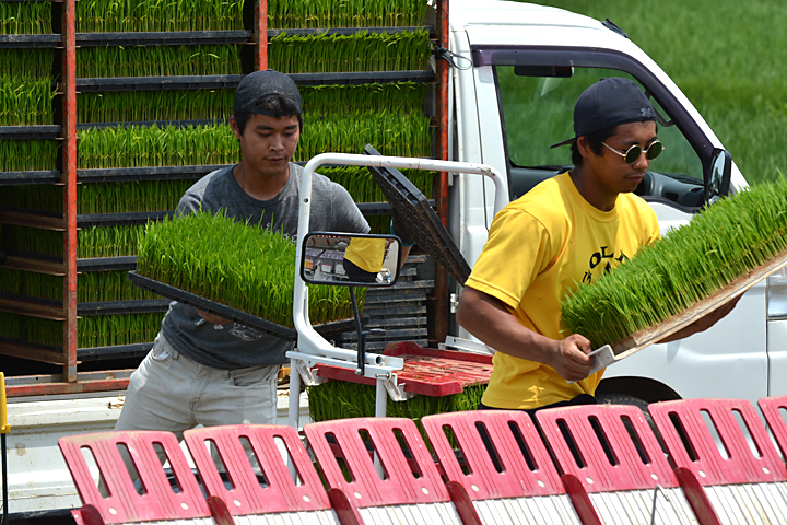 田植え