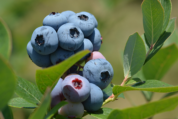 ブルーベリー