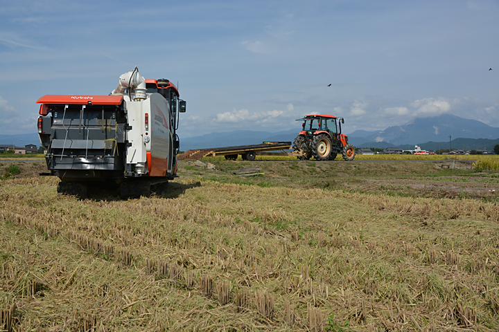 稲刈