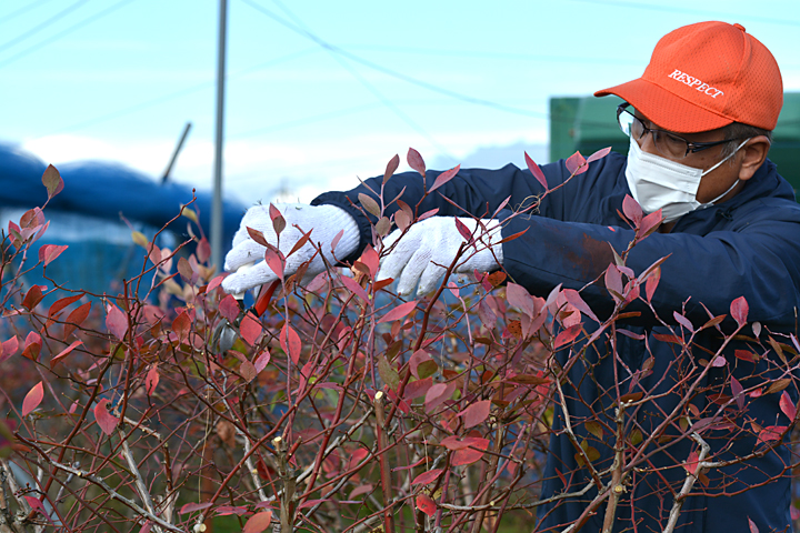 ブルーベリーの剪定
