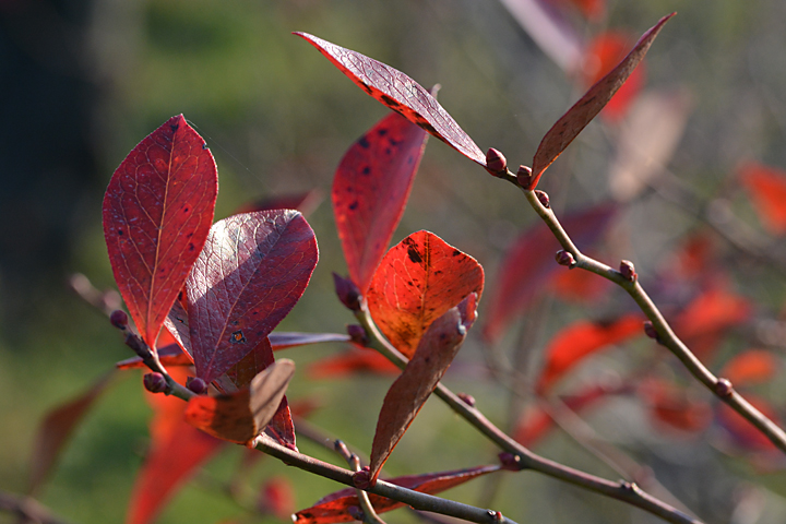ブルーベリーの枝