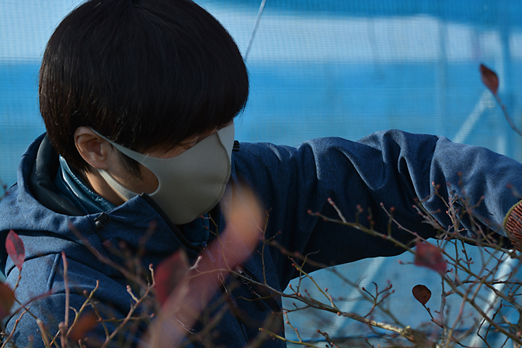 ブルーベリーの剪定