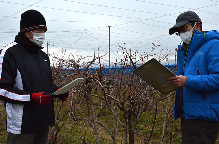 ブルーベリー園