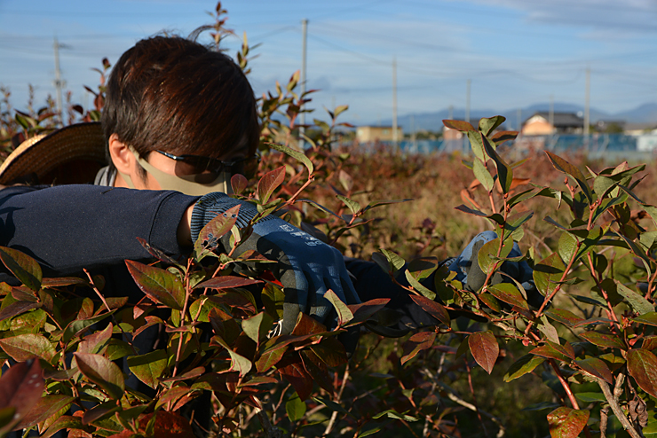 ブルーベリー剪定