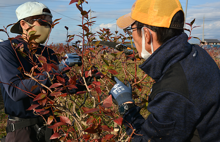 ブルーベリーの剪定