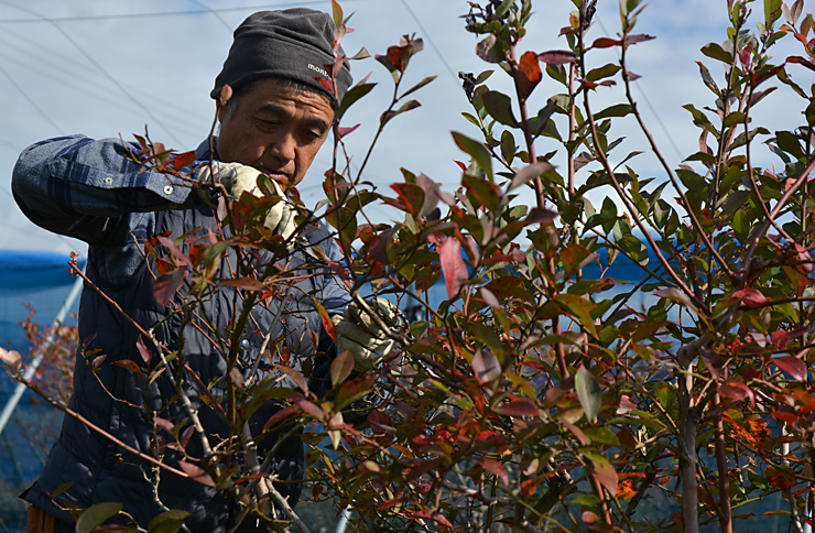 ブルーベリーの剪定