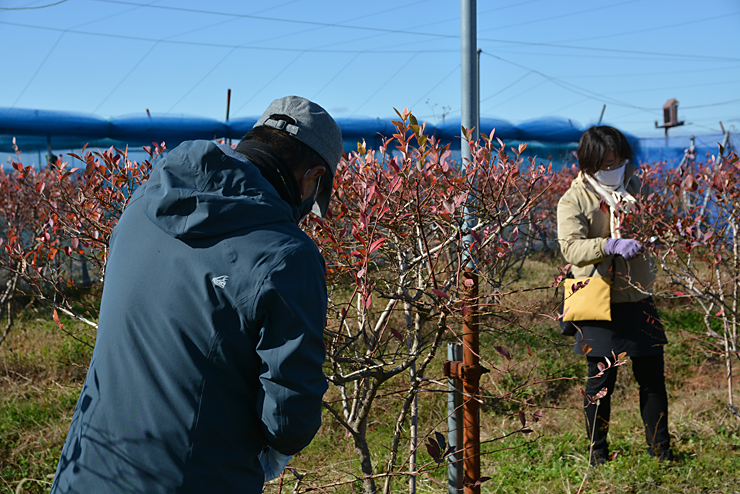 ブルーベリーの剪定