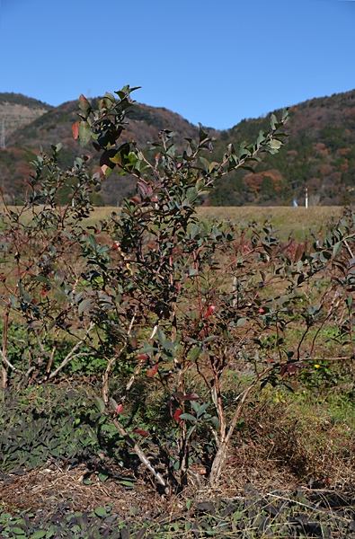 ブルーベリーの樹