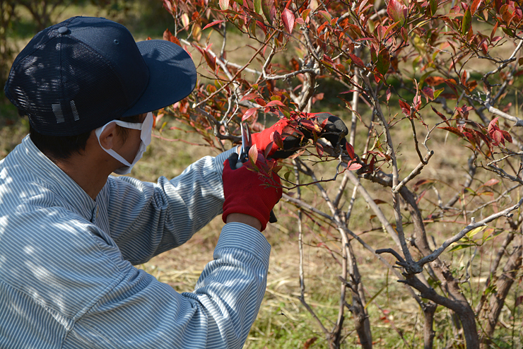ブルーベリー剪定