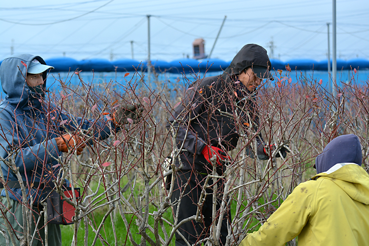 ブルーベリーの剪定