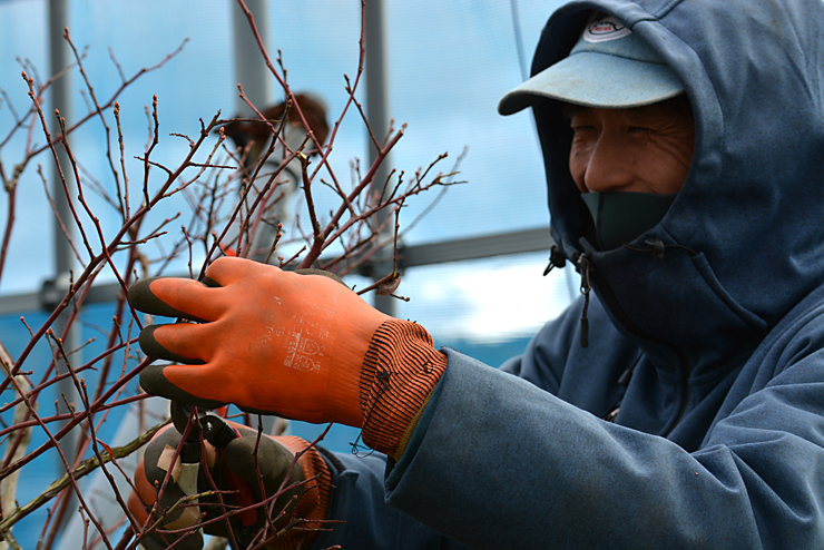 ブルーベリー剪定