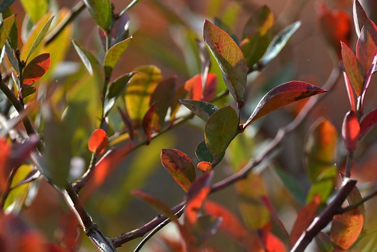 ブルーベリーの紅葉