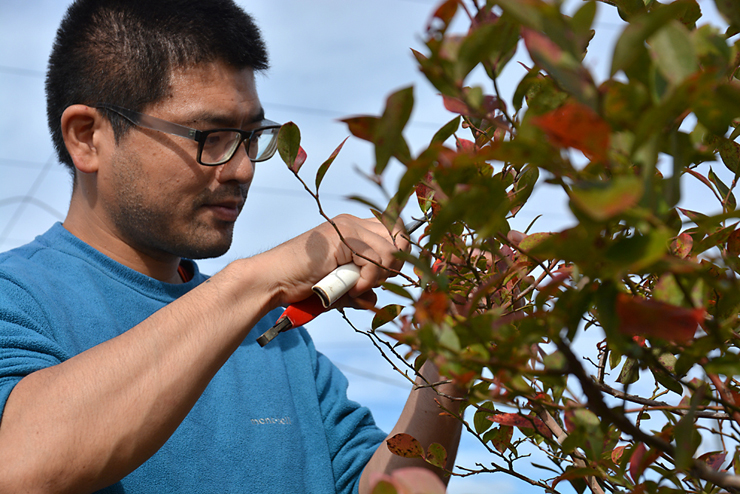ブルーベリーの剪定