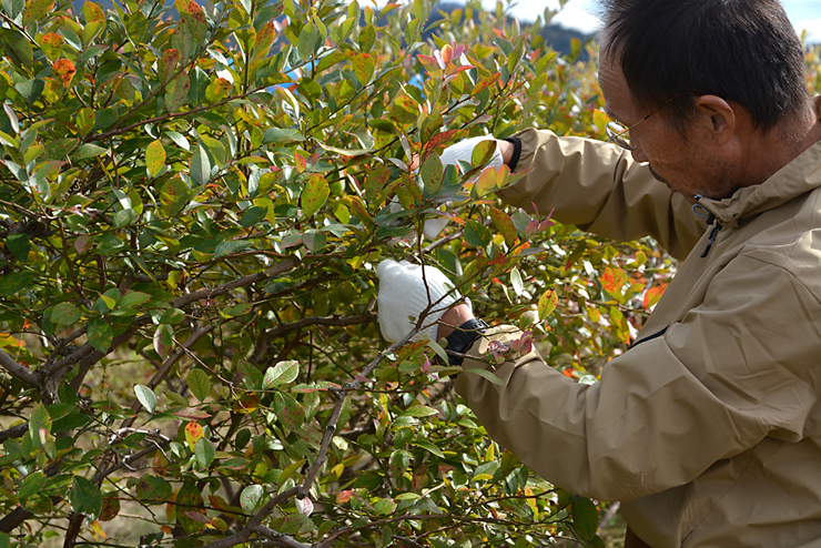 ブルーベリーの剪定