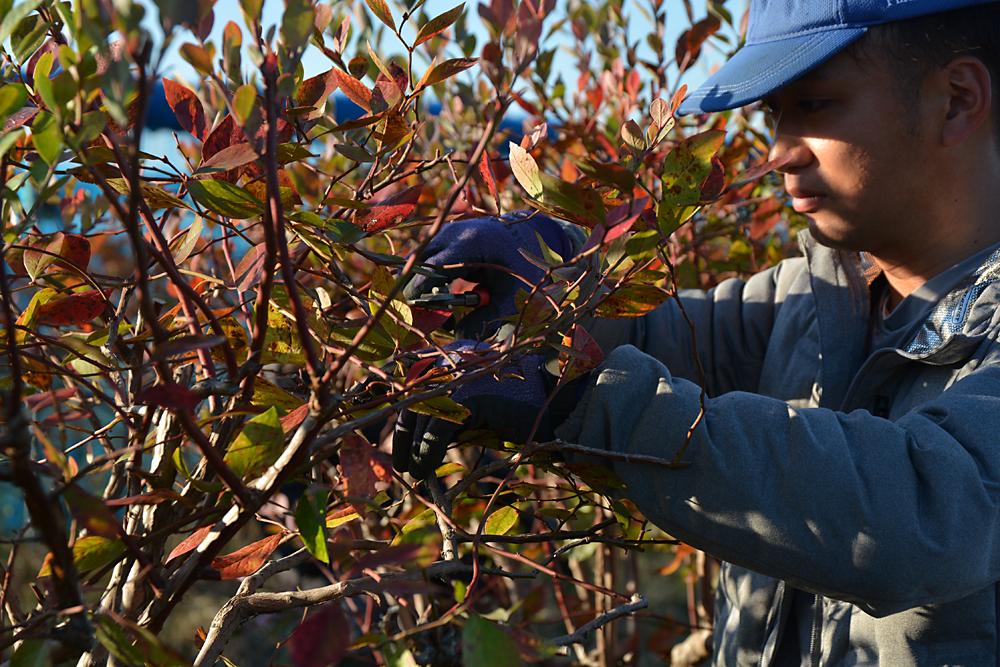 ブルーベリー剪定