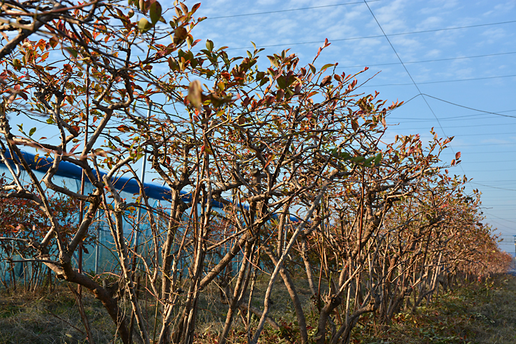 ブルーベリー剪定