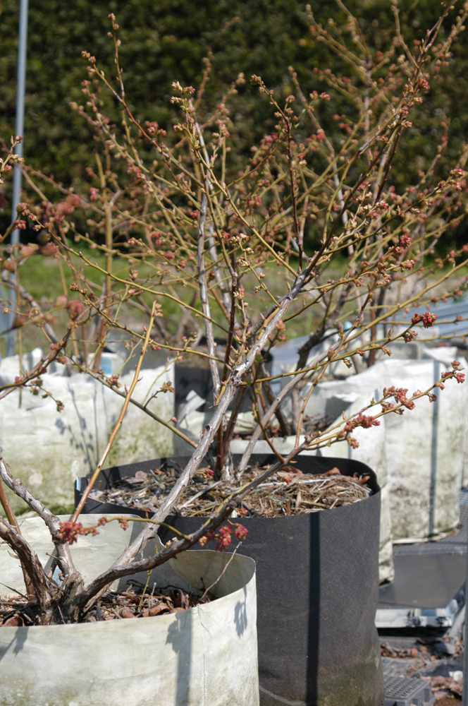 ブルーベリー栽培