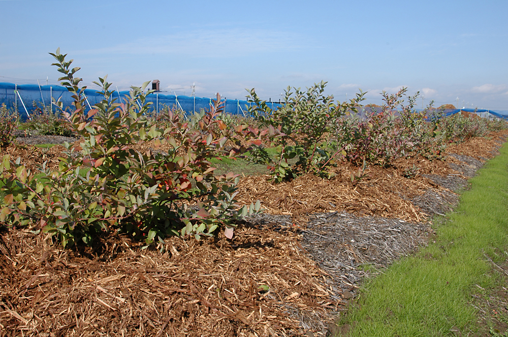 ブルーベリー園　第２農園