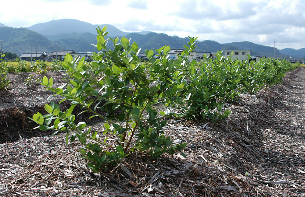 ブルーベリー園　第３農園
