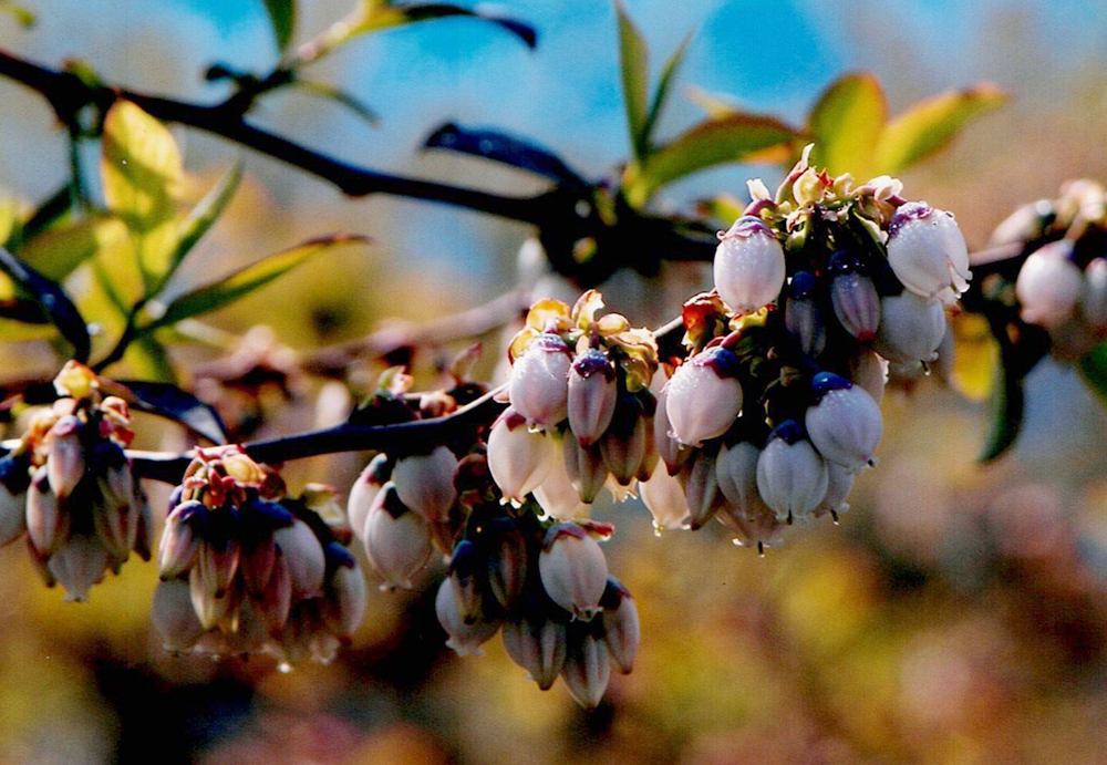 ブルーベリーの花
