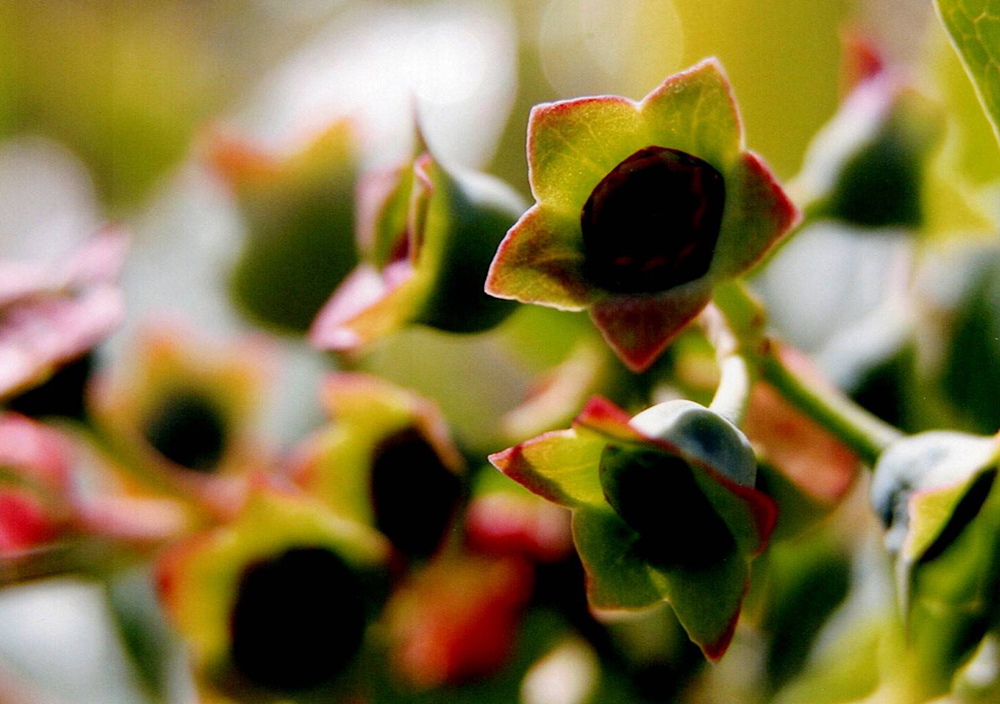 ブルーベリー花