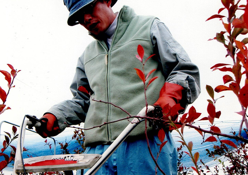 ブルーベリーの土作り