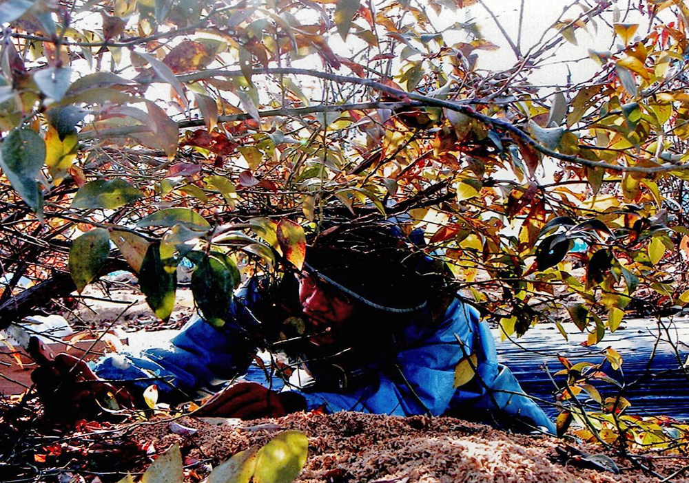 ブルーベリー剪定