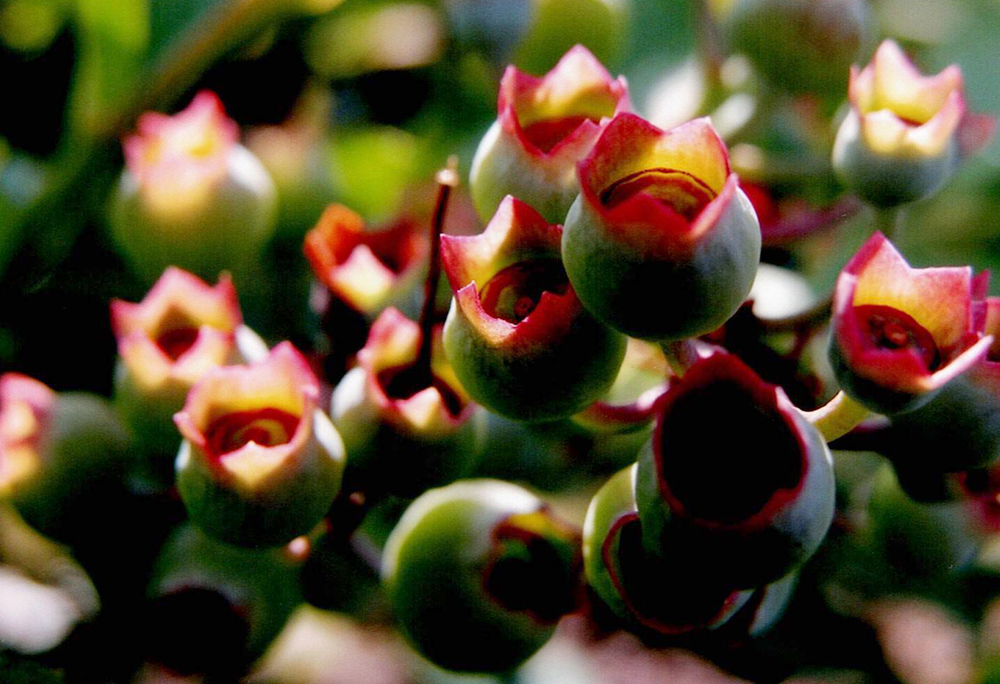 ブルーベリー結実