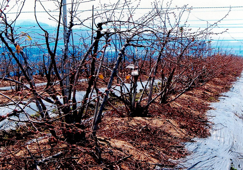 ブルーベリーの樹形