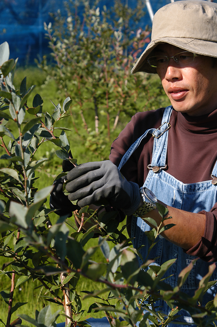 ブルーベリーの剪定